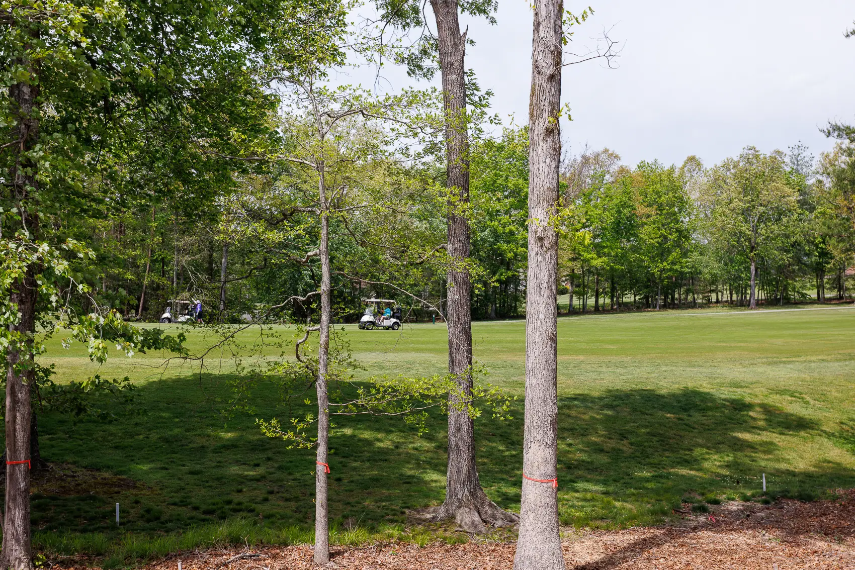 232 forest april-17